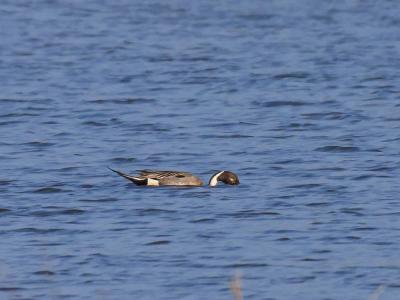 Canard pilet Anas acuta Linnaeus, 1758