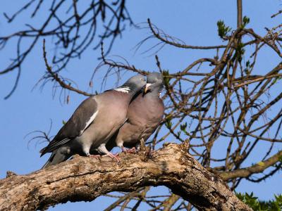 Pigeon ramier Columba palumbus Linnaeus, 1758