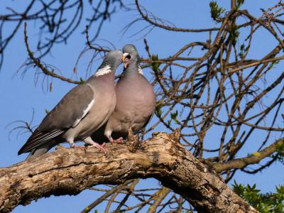 Pigeon ramier Columba palumbus Linnaeus, 1758