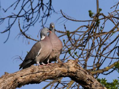 Pigeon ramier Columba palumbus Linnaeus, 1758