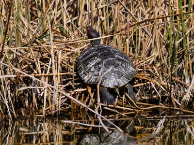 Tortue de Floride Trachemys scripta elegans (Wied, 1839)