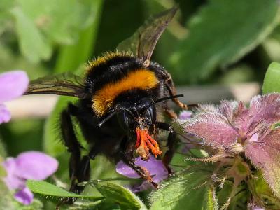 Bourdon terrestre (Le) Bombus terrestris (Linnaeus, 1758)