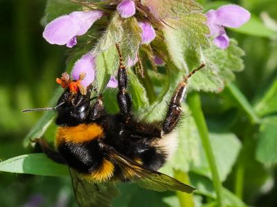 Bourdon terrestre (Le) Bombus terrestris (Linnaeus, 1758)