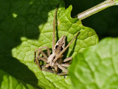 Pisaure admirable Pisaura mirabilis (Clerck, 1758)