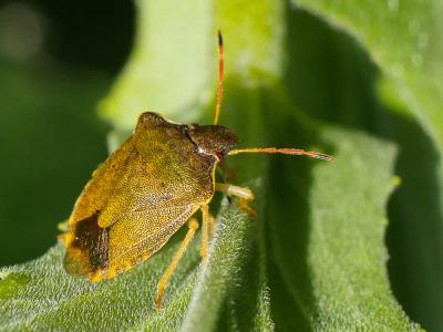  Peribalus strictus strictus (Fabricius, 1803)