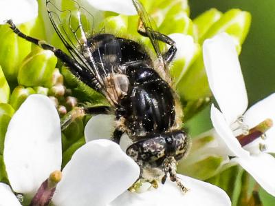  Eristalinus sepulchralis (Linnaeus, 1758)