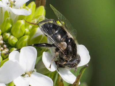  Eristalinus sepulchralis (Linnaeus, 1758)