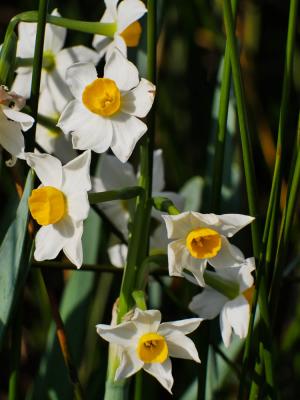 Narcisses à bouquet jaune, Narcisse-à-bouquet Narcissus tazetta L., 1753