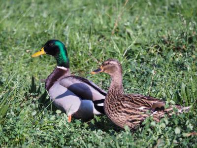Canard colvert Anas platyrhynchos Linnaeus, 1758