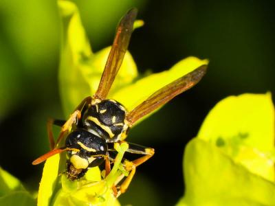 Guêpe poliste Polistes dominula (Christ, 1791)