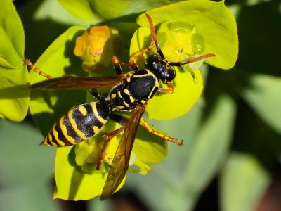  Polistes nimpha (Christ, 1791)