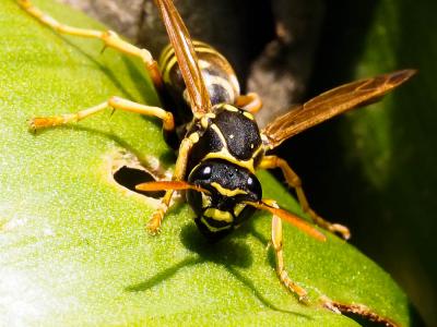  Polistes nimpha (Christ, 1791)