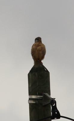 Faucon crécerelle Falco tinnunculus Linnaeus, 1758