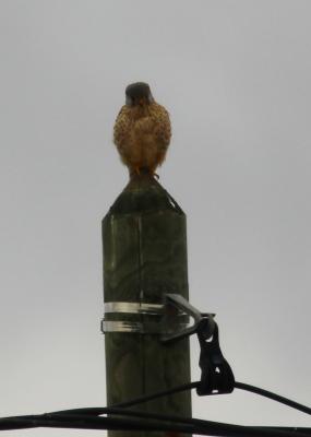 Faucon crécerelle Falco tinnunculus Linnaeus, 1758