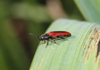 Ampedus sanguinolentus (Schrank, 1776)