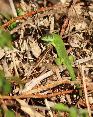 Lézard vert Lacerta bilineata Daudin, 1802