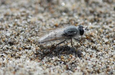  Acrosathe annulata (Fabricius, 1805)