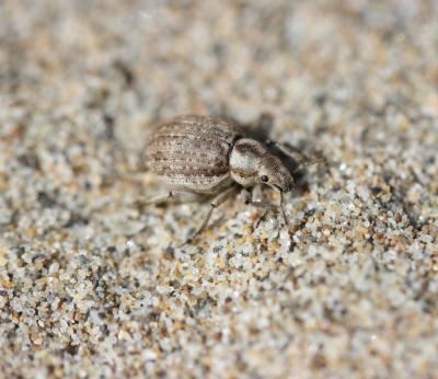  Philopedon plagiatum (Schaller, 1783)