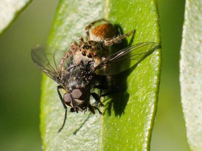  Carrhotus xanthogramma (Latreille, 1819)
