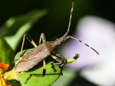  Dicranocephalus albipes (Fabricius, 1781)