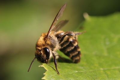  Colletes Latreille, 1802
