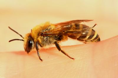  Colletes Latreille, 1802