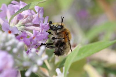Anthophore commune, Anthophore plumeuse, Anthophor Anthophora plumipes (Pallas, 1772)