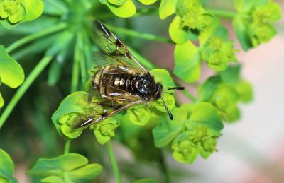 Abia lonicerae (Linnaeus, 1758)