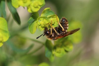  Abia lonicerae (Linnaeus, 1758)