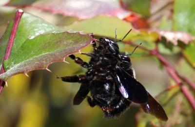 Abeille charpentière, Xylocope violet Xylocopa violacea (Linnaeus, 1758)