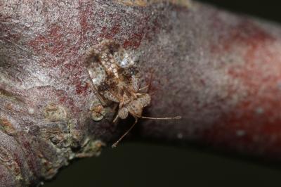  Stephanitis pyri (Fabricius, 1775)