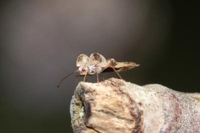  Stephanitis pyri (Fabricius, 1775)