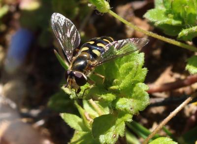  Eupeodes luniger (Meigen, 1822)