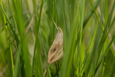  Evergestis forficalis (Linnaeus, 1758)