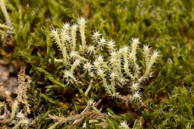  Hedwigia ciliata (Hedw.) P.Beauv., 1805