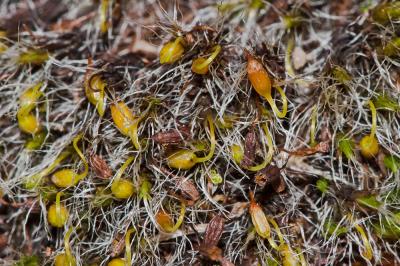  Grimmia pulvinata (Hedw.) Sm., 1807