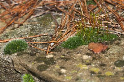  Tortula muralis Hedw., 1801