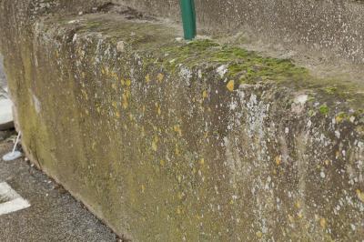  Grimmia pulvinata (Hedw.) Sm., 1807