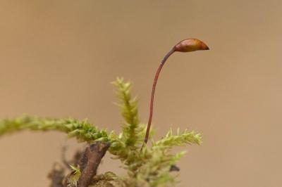  Brachythecium rutabulum (Hedw.) Schimp., 1853