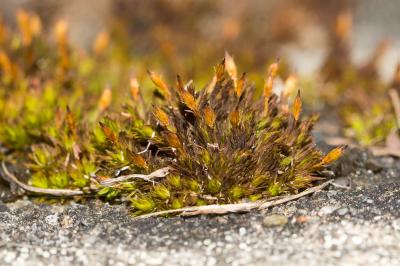  Orthotrichum anomalum Hedw., 1801