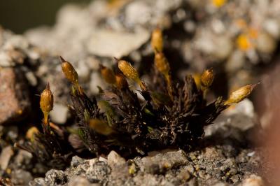  Orthotrichum anomalum Hedw., 1801