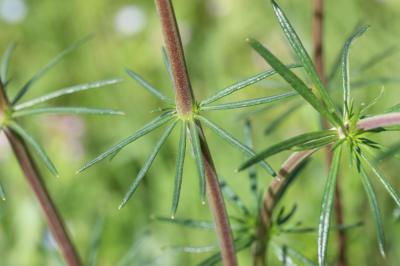 Gaillet jaune, Caille-lait jaune Galium verum L., 1753