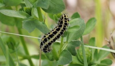Zygène des prés (La), Zygène des Cornettes (La) Zygaena trifolii (Esper, 1783)
