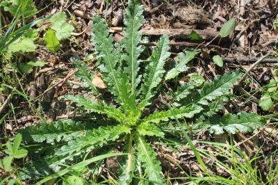 Molène blattaire, Herbe aux mites Verbascum blattaria L., 1753