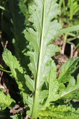Molène blattaire, Herbe aux mites Verbascum blattaria L., 1753
