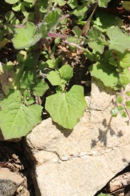 Lampsane commune, Graceline Lapsana communis L., 1753