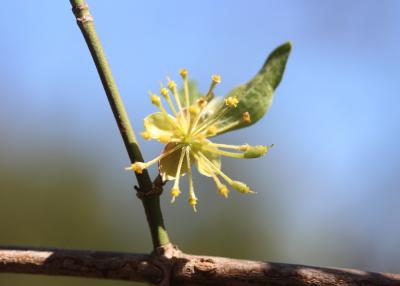 Cornouiller mâle, Cornouiller sauvage Cornus mas L., 1753