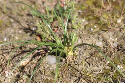 Ornithogale en ombelle, Dame-d'onze-heures, Ornith Ornithogalum umbellatum L., 1753