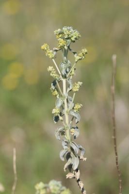 Mercuriale tomenteuse Mercurialis tomentosa L., 1753