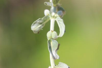 Mercuriale tomenteuse Mercurialis tomentosa L., 1753